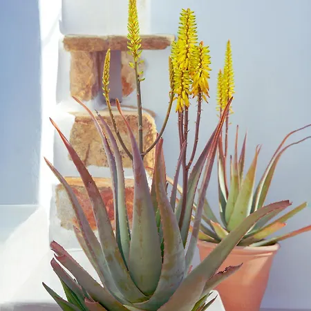 Xinara House Old Blacksmiths Tripótamos