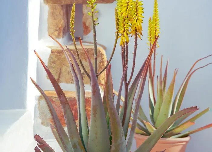 Xinara House Old Blacksmiths Tripótamos